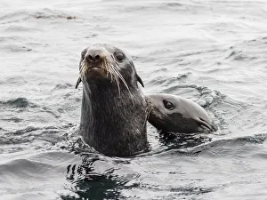 Northern fur seals (Callorhinus ursinus), Bering Island, Commander Island Group, Kamchatka Northern fur seals (Callorhinus ursinus), Bering Island, Commander Island Group, Kamchatka