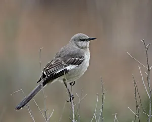 Northern mockingbird (Mimus polyglottos), San Jacinto Wildlife Area, California Northern mockingbird (Mimus polyglottos), San Jacinto Wildlife Area, California