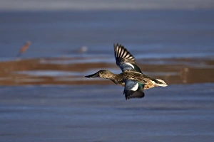 Northern shoveler (Anas clypeata) in flight, Bosque del Apache National Wildlife Refuge Northern shoveler (Anas clypeata) in flight, Bosque del Apache National Wildlife Refuge