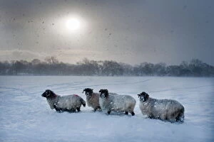 Sun Light Gallery: Northumberland blackface sheep in snow, Tarset, Hexham, Northumberland