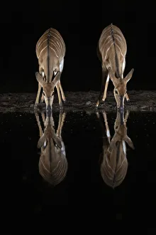 Nyala (Tragelaphus angasii) at water at night, Zimanga private game reserve, KwaZulu-Natal Nyala (Tragelaphus angasii) at water at night, Zimanga private game reserve, KwaZulu-Natal