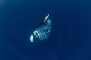 Oceanic manta ray (Manta birostris) feeding near the surface, Honda Bay, Palawan Oceanic manta ray (Manta birostris) feeding near the surface, Honda Bay, Palawan