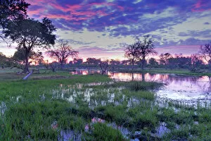 Okavango Delta Collection: Okavango Delta, Botswana, Africa