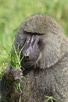 Images Dated 9th February 2007: Olive baboon (Papio cynocephalus anubis) eating grass, Serengeti National Park