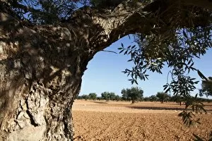 Gabes Gallery: Olive groves, Gabes, Tunisia, North Africa, Africa