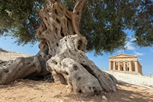An olive tree frames the ancient Temple of Concordia in the archeological site of Valle An olive tree frames the ancient Temple of Concordia in the archeological site of Valle