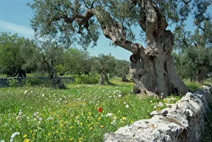 Olive Gallery: Olive trees