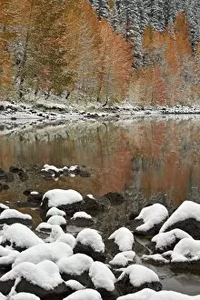 Images Dated 30th September 2014: Orange aspens in the fall with snow at a lake, Grand Mesa National Forest, Colorado