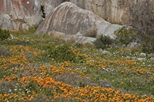 Orange, purple, white and yellow wildflowers, West Coast National Park, South Africa Orange, purple, white and yellow wildflowers, West Coast National Park, South Africa