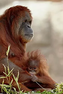 Baby Animal Gallery: Orangutan (Pongo pygmaeus) mother and 6-month old baby in captivity, Rio Grande Zoo