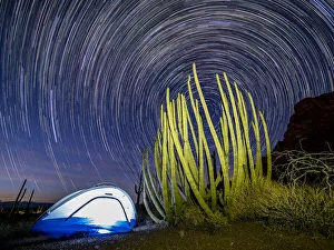 Organ pipe cactus at night with Geminid Meteor Shower, Organ Pipe Cactus National Organ pipe cactus at night with Geminid Meteor Shower, Organ Pipe Cactus National