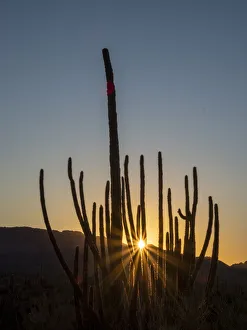 Organ pipe cactus (Stenocereus thurberi) at sunset, Organ Pipe Cactus National Monument Organ pipe cactus (Stenocereus thurberi) at sunset, Organ Pipe Cactus National Monument