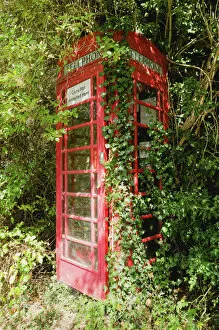 Telephone Gallery: Overgrown telephone box, England, United Kingdom, Europe