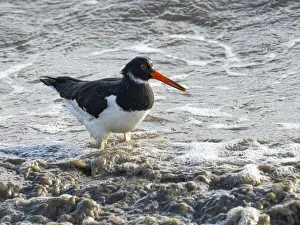 Oystercatcher, County Clare, Munster, Republic of Ireland, Europe Oystercatcher, County Clare, Munster, Republic of Ireland, Europe