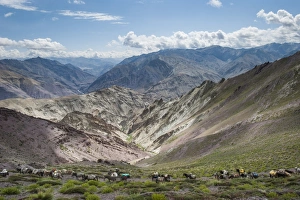 Pack horses in the Ladakh region, Himalayas, India, Asia Pack horses in the Ladakh region, Himalayas, India, Asia