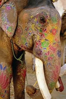 Paint Gallery: Painted elephant