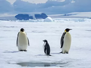 Adelie Penguin Gallery: A pair of emperor penguins (Aptenodytes forsteri), with an Adelie penguin near Snow Hill Island