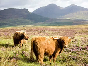 Pair of Highland cows grazing among heather near Drinan, on road to Elgol