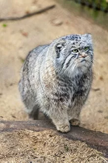 Rear View Gallery: Pallas cat, Otocolobus manu, Cotswold Wildlife Park, Costswolds, Gloucestershire, England