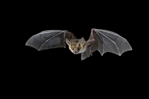 Pallid bat (Antrozous pallidus) in flight, near Portal, Arizona, United States of America Pallid bat (Antrozous pallidus) in flight, near Portal, Arizona, United States of America