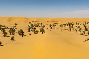 Palm grove in the sanddunes, near Timimoun, western Algeria, North Africa, Africa Palm grove in the sanddunes, near Timimoun, western Algeria, North Africa, Africa