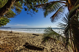 Palm tree at this beautiful surf beach at the southern tip of the Nicoya Peninsula Palm tree at this beautiful surf beach at the southern tip of the Nicoya Peninsula