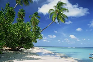 Palm tree on a tropical beach on the island of Tobago Palm tree on a tropical beach on the island of Tobago
