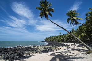 Palm tree on a white sand beach on Saint Joseph Island, Iles du Salut, French Guiana Palm tree on a white sand beach on Saint Joseph Island, Iles du Salut, French Guiana