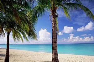 Palm trees, beach and still turquoise sea, Seven Mile beach, Grand Cayman