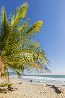 Palm trees on this beautiful surf beach near Mal Pais, far south of Nicoya Peninsula Palm trees on this beautiful surf beach near Mal Pais, far south of Nicoya Peninsula