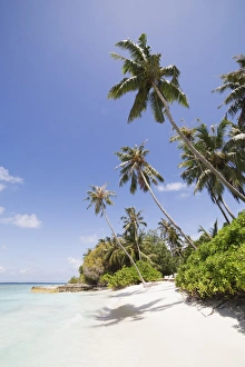 Palm trees lean over white sand, under a blue sky, on Bandos Island in The Maldives Palm trees lean over white sand, under a blue sky, on Bandos Island in The Maldives