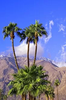 Images Dated 1st December 2007: Palm trees with San Jacinto Peak in background, Palm Springs, California