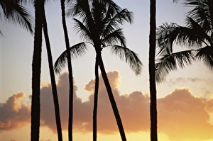 Palm trees silhouetted against clouds and sunset Palm trees silhouetted against clouds and sunset