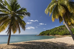 Palm trees thrive on the beautiful beach of Hawksbill which houses one of the most Palm trees thrive on the beautiful beach of Hawksbill which houses one of the most