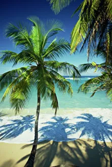 Palm trees on tropical beach, Dominican Republic, West Indies, Caribbean, Central America Palm trees on tropical beach, Dominican Republic, West Indies, Caribbean, Central America