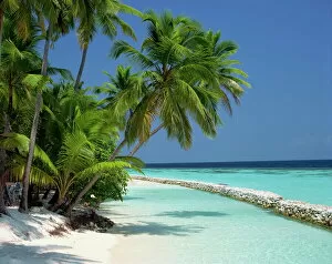 Maldives Gallery: Palm trees on a tropical beach in the Maldive Islands