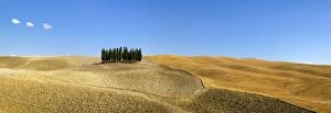 Images Dated 18th August 2004: Panorama of group of Cypress trees in the landscape, Val d Orcia, UNESCO World Heritage Site