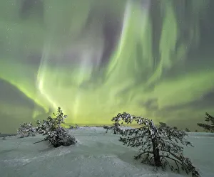 Panorama of snowy woods and frozen trees framed by Northern lights (Aurora Borealis Panorama of snowy woods and frozen trees framed by Northern lights (Aurora Borealis