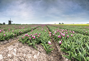 Panoramic view of multi-coloured fields of tulips and windmills, Berkmeer, Koggenland Panoramic view of multi-coloured fields of tulips and windmills, Berkmeer, Koggenland
