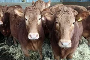 Images Dated 3rd March 2012: Pedigree South Devon cattle, Devon, England, United Kingdom, Europe