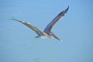 Pelican flying over sea, Key West, Florida, United States of America, North America Pelican flying over sea, Key West, Florida, United States of America, North America