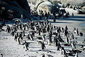 Cape Town Collection: Penguins at Boulder beach in Simons town