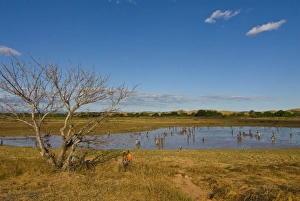 People fishing in a shallow lake near Diego Suarez (Antsiranana), Madagascar, Africa People fishing in a shallow lake near Diego Suarez (Antsiranana), Madagascar, Africa