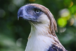 Philippine eagle (Pithecophaga jefferyi) (Monkey-eating eagle), Davao, Mindanao, Philippines, Southeast Asia, Asia Philippine eagle (Pithecophaga jefferyi) (Monkey-eating eagle), Davao, Mindanao, Philippines, Southeast Asia, Asia