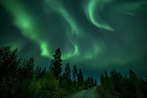 Photographers taking pictures of aurora borealis (Northern Lights) over coniferous forest Photographers taking pictures of aurora borealis (Northern Lights) over coniferous forest