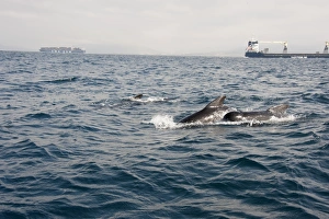 Pilot whales in the Straits of Gibraltar, Europe Pilot whales in the Straits of Gibraltar, Europe