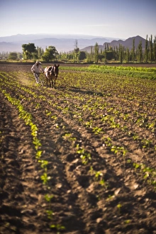 Pimiento farmer farming at sunrise in the Cachi Valley, Calchaqui Valleys, Salta Province Pimiento farmer farming at sunrise in the Cachi Valley, Calchaqui Valleys, Salta Province