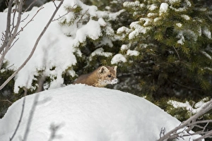 Pine marten (Martes martes), Montana, United States of America, North America Pine marten (Martes martes), Montana, United States of America, North America