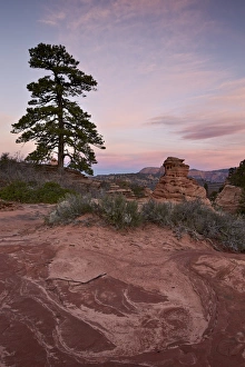 Pine tree and sandstone at dawn with pink clouds, Zion National Park, Utah, United Pine tree and sandstone at dawn with pink clouds, Zion National Park, Utah, United
