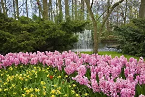 Blooming Gallery: Pink hyacinths and daffodils, Keukenhof, park and gardens near Amsterdam